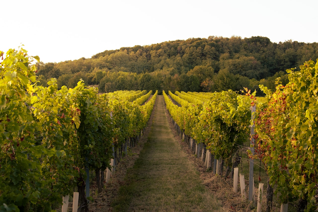Arizona vineyard with grapevines in the foreground